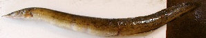  ( - HPR10)  @12 [ ] Copyright (2015) Dr.G.D. Khedkar PAUL HEBERT CENTRE FOR DNA BARCODING AND BIODIVERSITY STUDIES