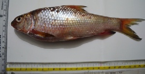  (Hypselobarbus kolus - KFM108)  @13 [ ] Copyright (2013) Dr.G.D. Khedkar PAUL HEBERT CENTRE FOR DNA BARCODING AND BIODIVERSITY STUDIES