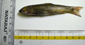  ( - KFM34)  @12 [ ] Copyright (2013) Dr.G.D. Khedkar PAUL HEBERT CENTRE FOR DNA BARCODING AND BIODIVERSITY STUDIES