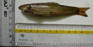  ( - KFM9)  @12 [ ] Copyright (2013) Dr.G.D. Khedkar PAUL HEBERT CENTRE FOR DNA BARCODING AND BIODIVERSITY STUDIES