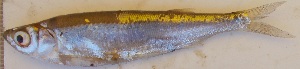  ( - KOY27)  @11 [ ] Copyright (2015) Dr.G.D. Khedkar PAUL HEBERT CENTRE FOR DNA BARCODING AND BIODIVERSITY STUDIES