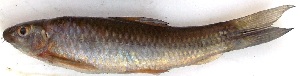  ( - KOY34)  @11 [ ] Copyright (2015) Dr.G.D. Khedkar PAUL HEBERT CENTRE FOR DNA BARCODING AND BIODIVERSITY STUDIES