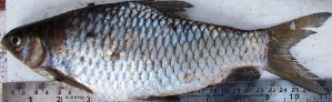  ( - PAK33)  @11 [ ] Copyright (2015) Dr.G.D. Khedkar PAUL HEBERT CENTRE FOR DNA BARCODING AND BIODIVERSITY STUDIES