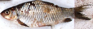  ( - PAK35)  @11 [ ] Copyright (2015) Dr.G.D. Khedkar PAUL HEBERT CENTRE FOR DNA BARCODING AND BIODIVERSITY STUDIES