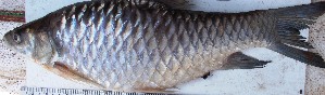  ( - PAK36)  @11 [ ] Copyright (2016) Dr. G.D. Khedkar PAUL HEBERT CENTRE FOR DNA BARCODING AND BIODIVERSITY STUDIES