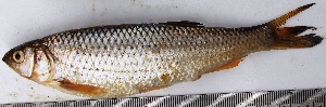  ( - VEN13)  @11 [ ] Copyright (2015) Dr.G.D. Khedkar PAUL HEBERT CENTRE FOR DNA BARCODING AND BIODIVERSITY STUDIES