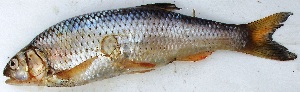  ( - VEN14)  @11 [ ] Copyright (2015) Dr.G.D. Khedkar PAUL HEBERT CENTRE FOR DNA BARCODING AND BIODIVERSITY STUDIES