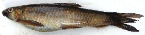  ( - VEN18)  @11 [ ] Copyright (2015) Dr.G.D. Khedkar PAUL HEBERT CENTRE FOR DNA BARCODING AND BIODIVERSITY STUDIES