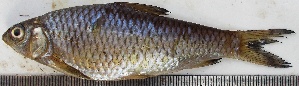  ( - VEN20)  @11 [ ] Copyright (2015) Dr.G.D. Khedkar PAUL HEBERT CENTRE FOR DNA BARCODING AND BIODIVERSITY STUDIES