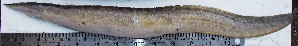  ( - VEN29)  @12 [ ] Copyright (2015) Dr.G.D. Khedkar PAUL HEBERT CENTRE FOR DNA BARCODING AND BIODIVERSITY STUDIES
