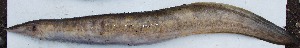  ( - VEN30)  @12 [ ] Copyright (2015) Dr.G.D. Khedkar PAUL HEBERT CENTRE FOR DNA BARCODING AND BIODIVERSITY STUDIES