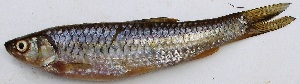  ( - VEN37)  @11 [ ] Copyright (2015) Dr.G.D. Khedkar PAUL HEBERT CENTRE FOR DNA BARCODING AND BIODIVERSITY STUDIES