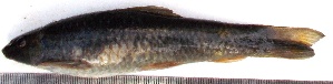  ( - WAI1)  @11 [ ] Copyright (2015) Dr.G.D. Khedkar PAUL HEBERT CENTRE FOR DNA BARCODING AND BIODIVERSITY STUDIES