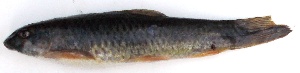 ( - WAI3)  @11 [ ] Copyright (2015) Dr.G.D. Khedkar PAUL HEBERT CENTRE FOR DNA BARCODING AND BIODIVERSITY STUDIES