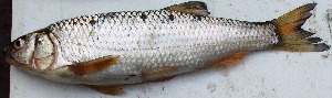  ( - WAI32)  @11 [ ] Copyright (2015) Dr.G.D. Khedkar PAUL HEBERT CENTRE FOR DNA BARCODING AND BIODIVERSITY STUDIES