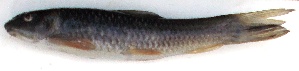  ( - WAI4)  @11 [ ] Copyright (2015) Dr.G.D. Khedkar PAUL HEBERT CENTRE FOR DNA BARCODING AND BIODIVERSITY STUDIES