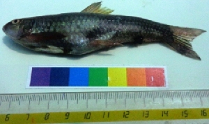  ( - WAK1)  @11 [ ] Copyright (2014) PHCDBS Paul Hebert Centre for DNA Barcoding and Biodiversity Studies