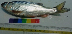  ( - WAK17)  @11 [ ] Copyright (2014) PHCDBS Paul Hebert Centre for DNA Barcoding and Biodiversity Studies