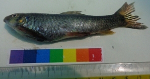  ( - WAK3)  @12 [ ] Copyright (2014) PHCDBS Paul Hebert Centre for DNA Barcoding and Biodiversity Studies