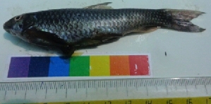  ( - WAK4)  @11 [ ] Copyright (2014) PHCDBS Paul Hebert Centre for DNA Barcoding and Biodiversity Studies