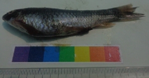  ( - WAK5)  @11 [ ] Copyright (2014) PHCDBS Paul Hebert Centre for DNA Barcoding and Biodiversity Studies