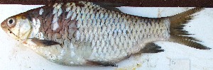  ( - YAR20)  @11 [ ] Copyright (2015) Dr.G.D. Khedkar PAUL HEBERT CENTRE FOR DNA BARCODING AND BIODIVERSITY STUDIES