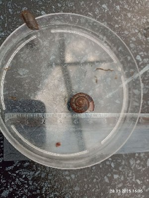  ( - Fruticola fruticum 1)  @11 [ ] CreativeCommons - Attribution Share-Alike (2025) Unspecified Pirogov Russian National Research Medical University