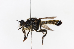  ( - KFUDip01745)  @11 [ ] Copyright (2025) Heimburg Karl-Franzens University of Graz, Dept of Zoology