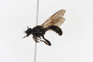  ( - KFUDip01749)  @11 [ ] Copyright (c) (2025) Heimburg H Unspecified