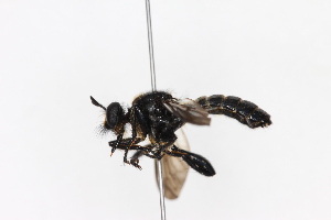  (Choerades femorata - KFUDip01750)  @11 [ ] Copyright (c) (2025) Heimburg H Unspecified