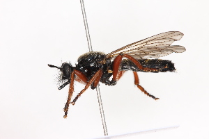  ( - KFUDip01760)  @11 [ ] Copyright (c) (2025) Heimburg H Unspecified