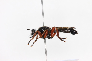  ( - KFUDip01762)  @11 [ ] Copyright (c) (2025) Heimburg H Unspecified