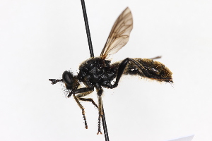  ( - KFUDip01763)  @11 [ ] Copyright (c) (2025) Heimburg H Unspecified