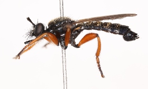  ( - KFUDip02027)  @11 [ ] Copyright (c) (2025) Heimburg H Unspecified