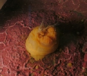  ( - PA-II-Plum_a-02)  @12 [ ] No Rights Reserved (2013) Patrick Allaire Unspecified