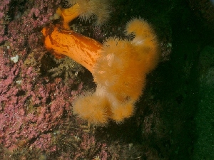  (Metridiidae - PA-II-Plum_c-05)  @15 [ ] No Rights Reserved (2013) Patrick Allaire Unspecified