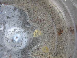  ( - PS Yellow Jellyfish 02)  @12 [ ] Unspecified (default): All Rights Reserved  Unspecified Unspecified