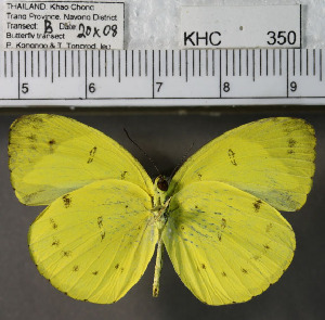  (Eurema nicevillei - YB-KHC350)  @11 [ ] No Rights Reserved  Unspecified Unspecified
