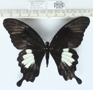  (Papilio sp. 1MKC - CCDB0329_A10)  @14 [ ] No Rights Reserved  Unspecified Unspecified