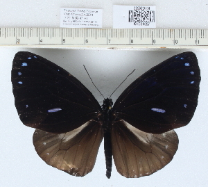  (Euploea eunice leucogenis - CCDB0329_D10)  @14 [ ] No Rights Reserved  Unspecified Unspecified