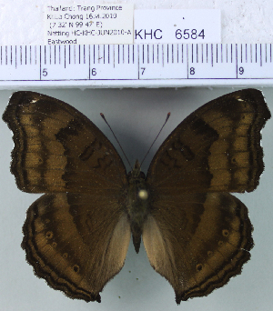  (Junonia sp. 1MKC - YB-KHC6584)  @14 [ ] No Rights Reserved  Unspecified Unspecified