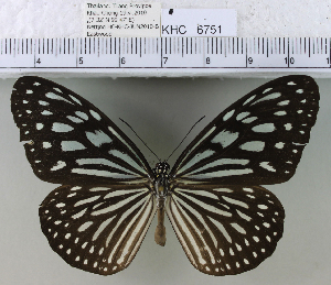  (Ideopsis similis - YB-KHC6751)  @14 [ ] No Rights Reserved  Unspecified Unspecified