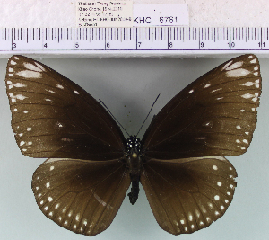  (Euploea klugii - YB-KHC6761)  @14 [ ] No Rights Reserved  Unspecified Unspecified
