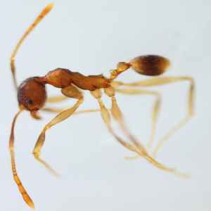  (Pheidole ADE4099 - YB-KHC51241)  @14 [ ] No Rights Reserved  Unspecified Unspecified