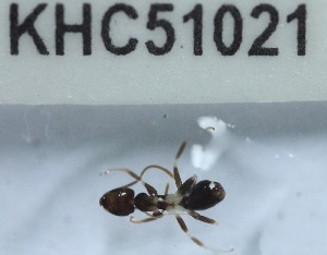  (Technomyrmex horni - YB-KHC51021)  @12 [ ] No Rights Reserved  Unspecified Unspecified