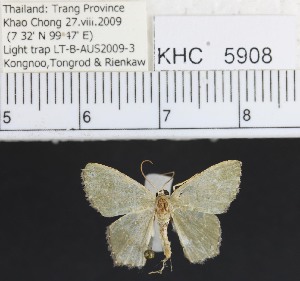  (Hemithea sp. 4MKC - YB-KHC5908)  @12 [ ] No Rights Reserved  Unspecified Unspecified