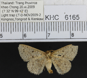  (Geometridae_incertae_sedis - YB-KHC6165)  @13 [ ] No Rights Reserved  Unspecified Unspecified