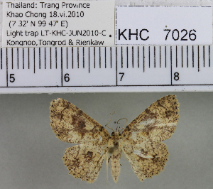  (Cyclophora sp. 1MKC - YB-KHC7026)  @13 [ ] No Rights Reserved  Unspecified Unspecified