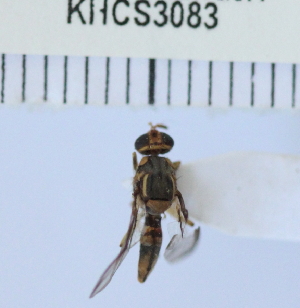  (Bactrocera sp. 213 MKC - KHC-002_G05)  @11 [ ] No Rights Reserved  Unspecified Unspecified