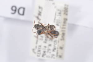  (Camponotus sp. B - CoD06)  @11 [ ] Copyright (2011) Fabian Haas icipe